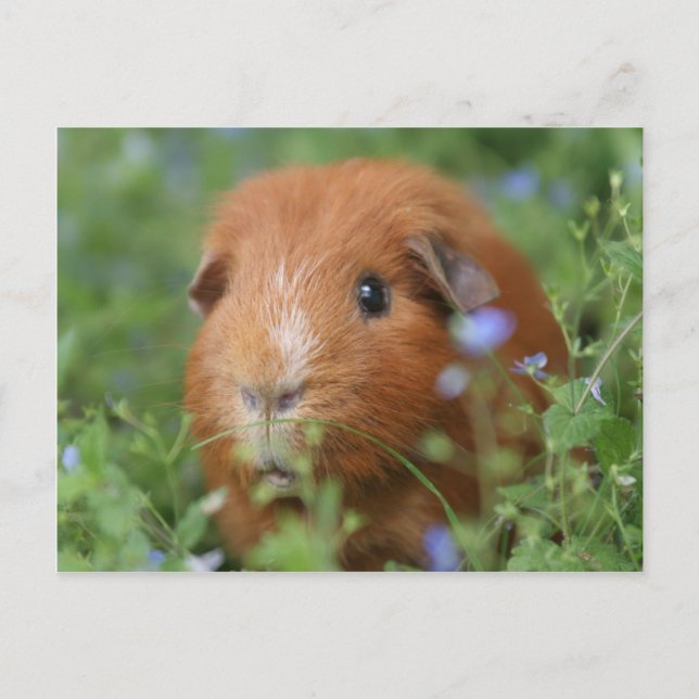 Cute cuddly ginger guinea pig outside on grass postcard (Front)