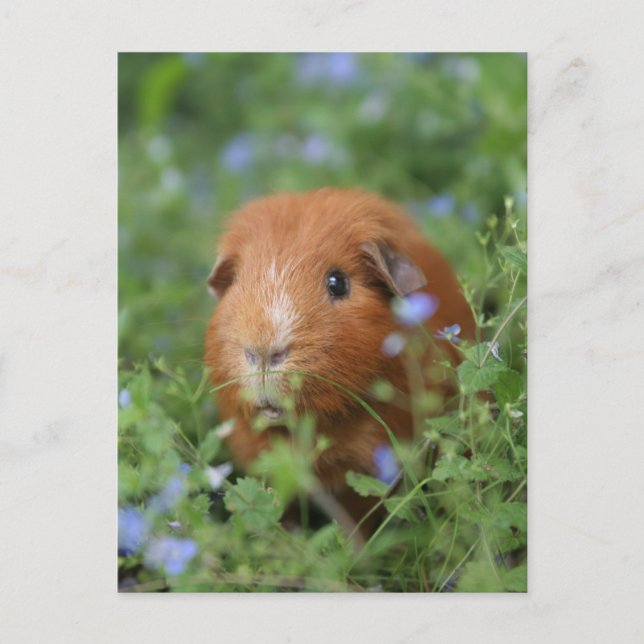 Cute cuddly ginger guinea pig outside on grass postcard (Front)
