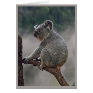 Cute Cuddly Koala Bear Animal Fun Birthday