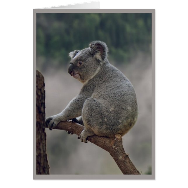 Cute Cuddly Koala Bear Animal Fun Birthday (Front)