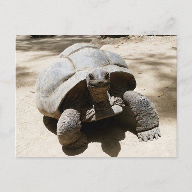 Cute & Curious Beach Tortoise Postcard (Front)