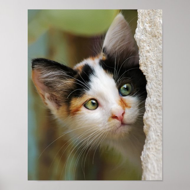 Cute Curious Cat Kitten Prying Eyes Portrait Photo Poster (Front)