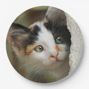 Cute Curious Kitten Prying Eyes, Happy Party Paper Plate