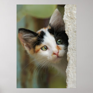 Cute curious kitten with prying eyes poster
