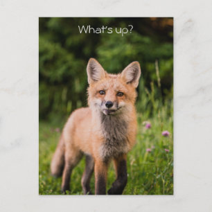 Cute Curious Red Fox "What's Up?" Postcard