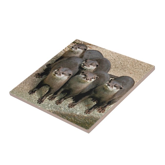 Cute Curious River Otters Wildlife Photography Tile (Side)
