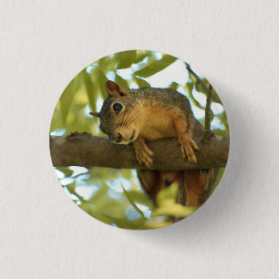 Cute & Curious Squirrel Nature Photography 3 Cm Round Badge
