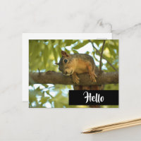 Cute & Curious Squirrel Nature Photography Hello