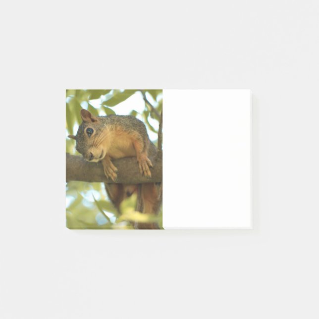 Cute & Curious Squirrel Nature Photography Post-it Notes (Front)