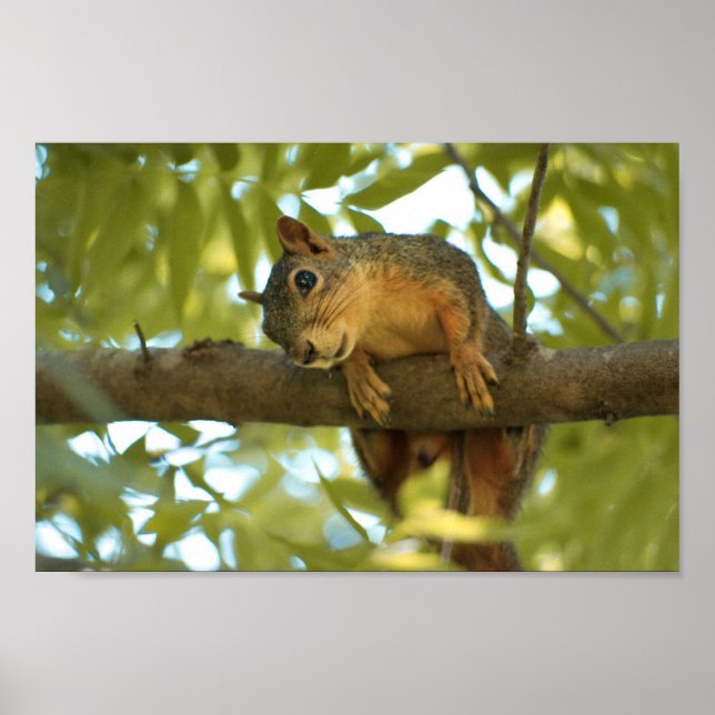 Cute & Curious Squirrel Nature Photography Poster (Front)