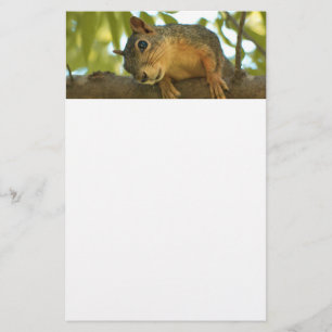 Cute & Curious Squirrel Nature Photography Stationery