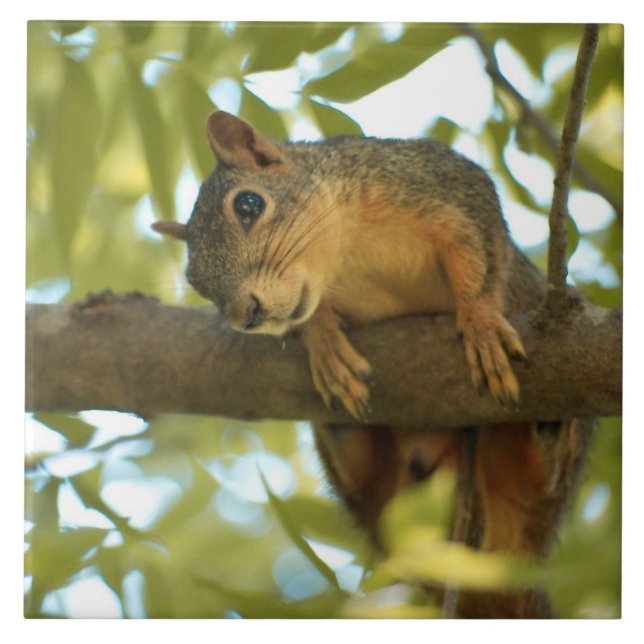 Cute & Curious Squirrel Nature Photography Tile (Front)