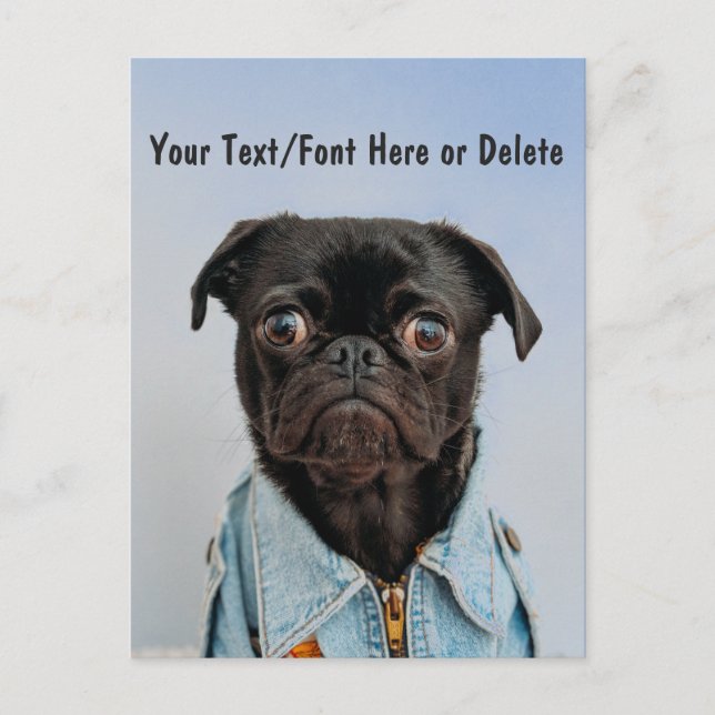 Cute Custom Colour/Text Black Pug Dog w Denim Shir Postcard (Front)
