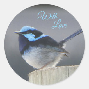 Cute Customizable Superb Fairywren Sticker
