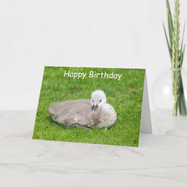 Cute Cygnet Birthday Card (Front)