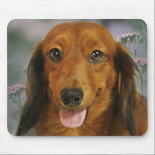Cute Dachshund (Brown Long Haired) Wild Flowers Mouse Pad