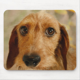 Cute Dachshund (Brown Wire Haired) in Daffodils Mouse Pad