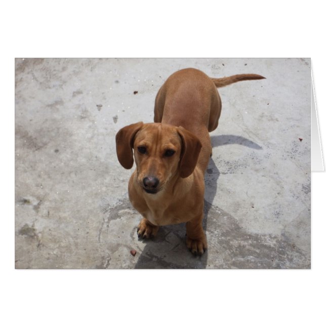 Cute Dachshund Collection (Front Horizontal)