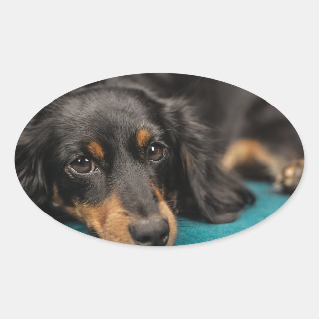 Cute Dachshund Laying Down Oval Sticker (Front)