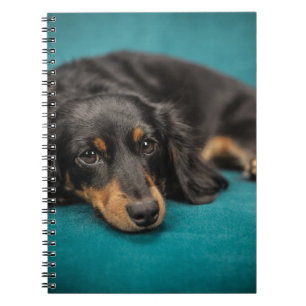Cute Dachshund Laying Down Spiral Notebook