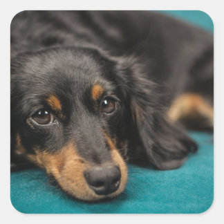 Cute Dachshund Laying Down Square Sticker