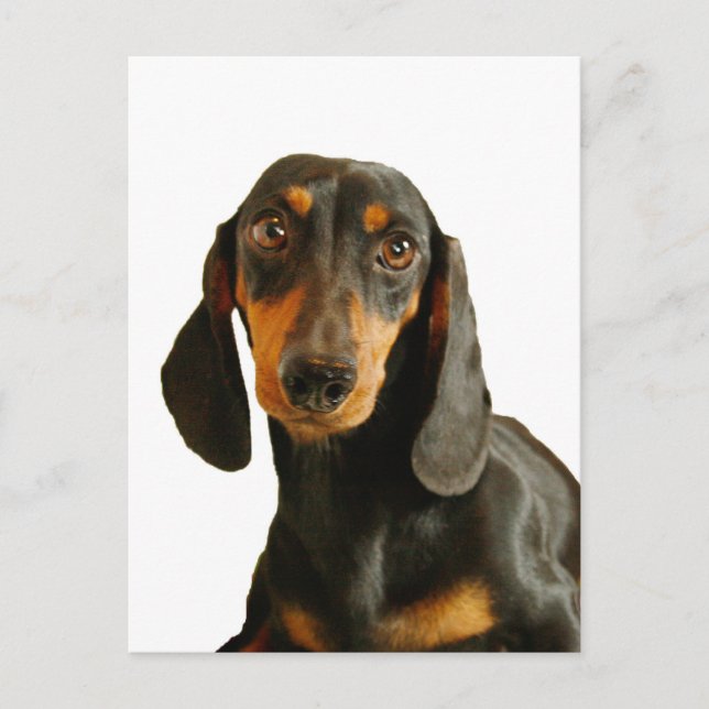 Cute Dachshund ( Miniature Brown Short Haired ) Postcard (Front)