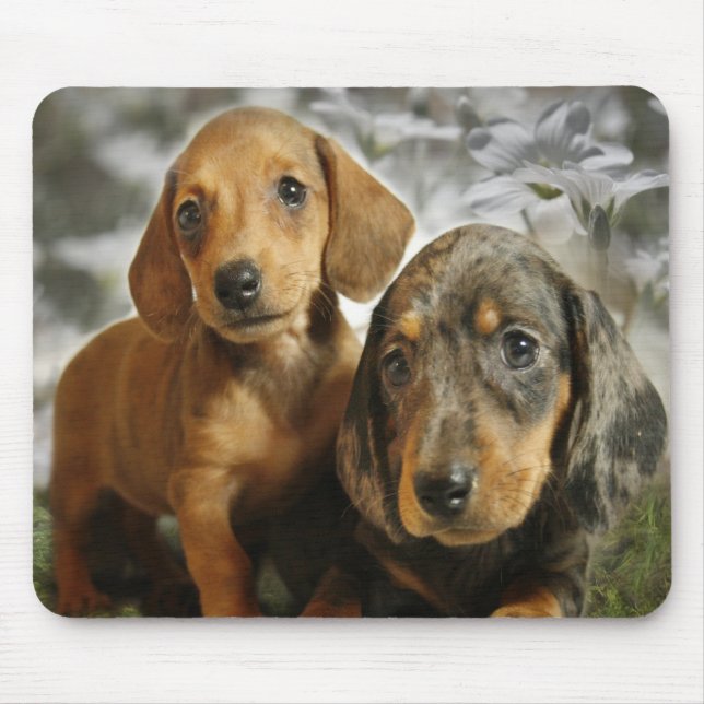 Cute Dachshund Puppies (Brown/Black) Mouse Pad (Front)