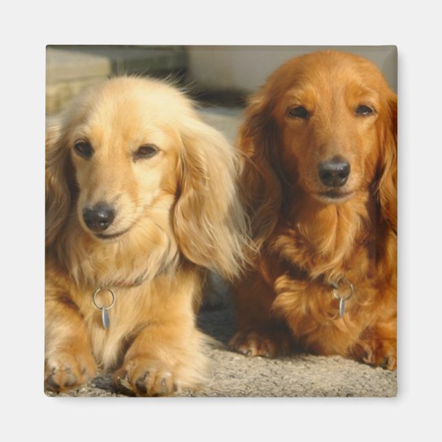 Cute dachshunds magnet (Front)