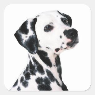 Cute Dalmatian Dog Square Sticker