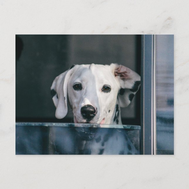 Cute Dalmatian pup Postcard (Front)