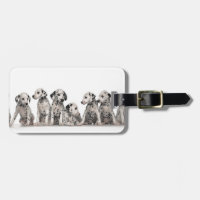 cute dalmation puppies pupy pup pups dog dogs