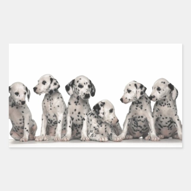 cute dalmation puppies pupy pup pups dog dogs rectangular sticker (Front)