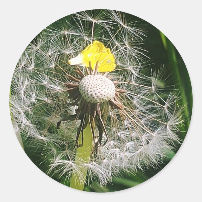 Cute dandelion classic round sticker (Front)