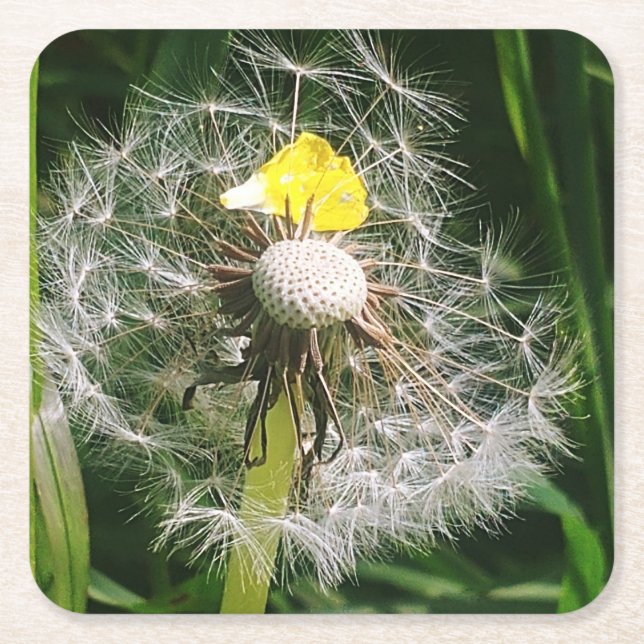 Cute dandelion square paper coaster (Front)