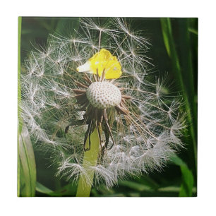 Cute dandelion tile