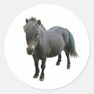 Cute Dartmoor Pony Classic Round Sticker