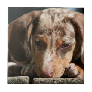 Cute Daschund Puppy Tile