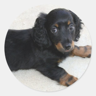 Cute Daschund Sticker