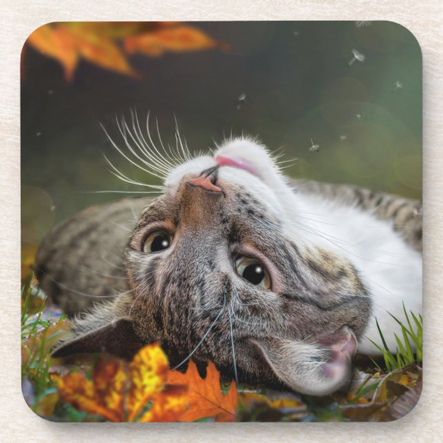 Cute Daydreaming Tabby Cat in an Autumnal Forest Coaster (Front)