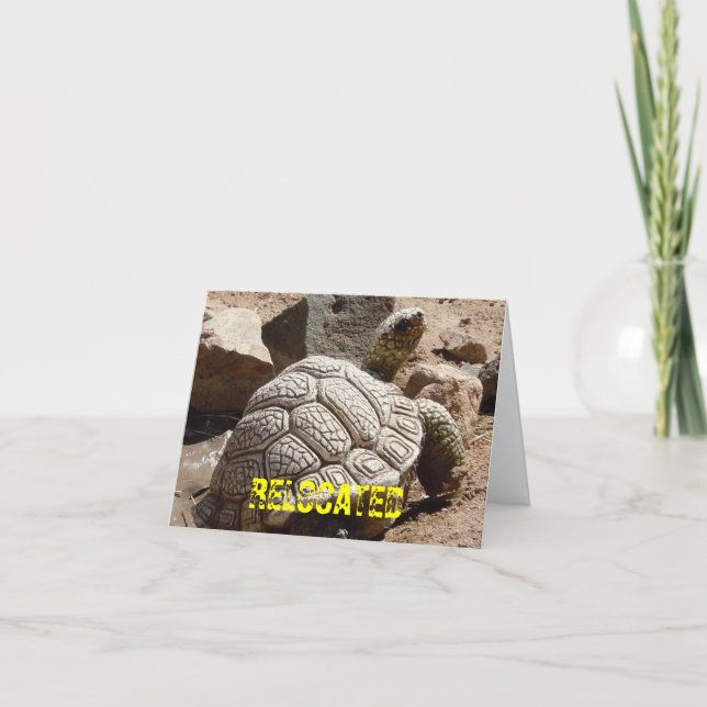 Cute Desert Tortoise - Change of Address Announcement (Front)