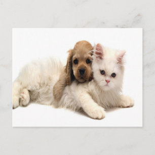 cute dog and cat postcard