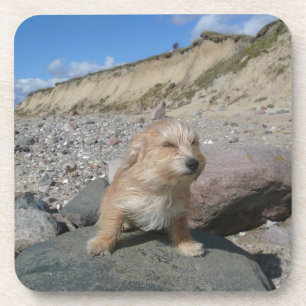 Cute dog at the beach coaster