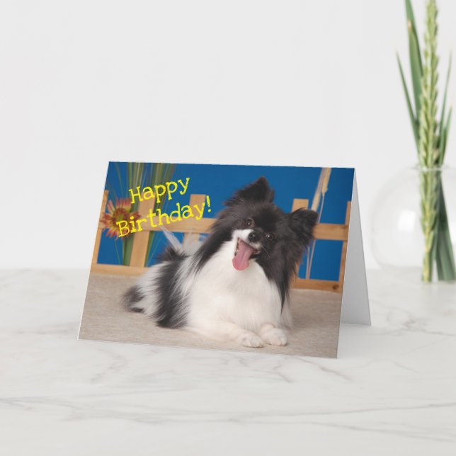 Cute Dog Birthday Card, Papillon Thank You Card (Front)