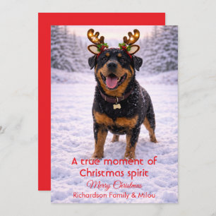 Cute Dog Christmas Sweet Quote   Holiday Card