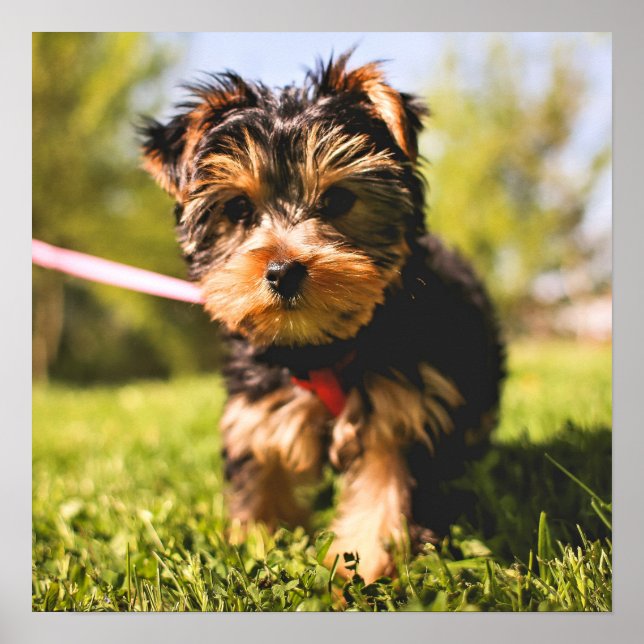 Cute Dog Close-Up Poster (Front)