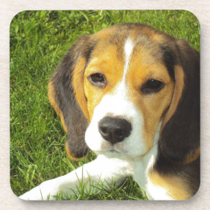 Cute Dog Coaster