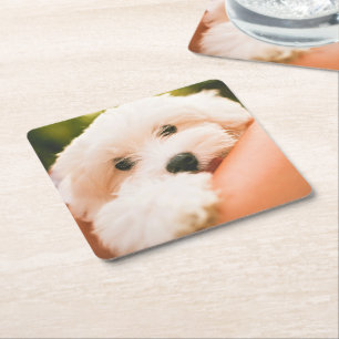 Cute Dog coasters 2