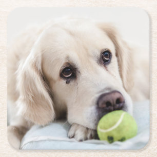 Cute Dog coasters 7