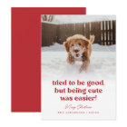 Cute Dog Funny Pet Photo Christmas