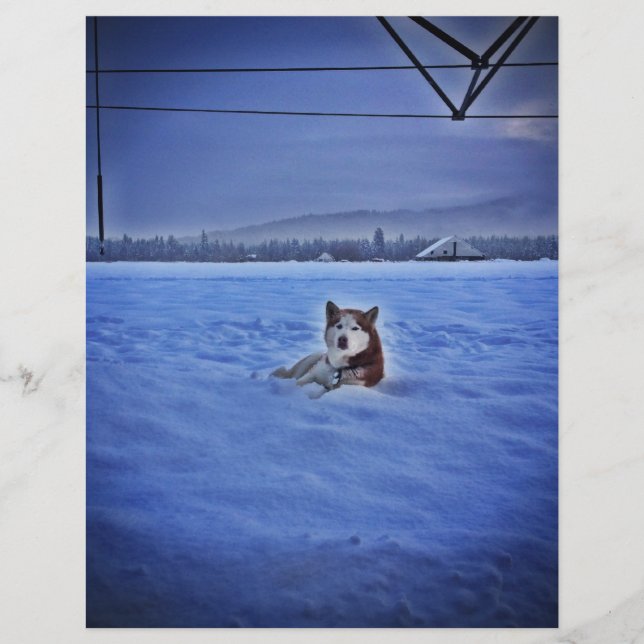 cute dog in snow (Front)